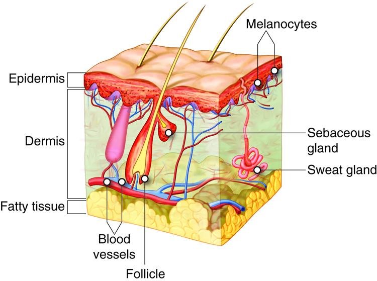 More Than Skin Deep: The Emotional Impact of Successful Hair Transplantation